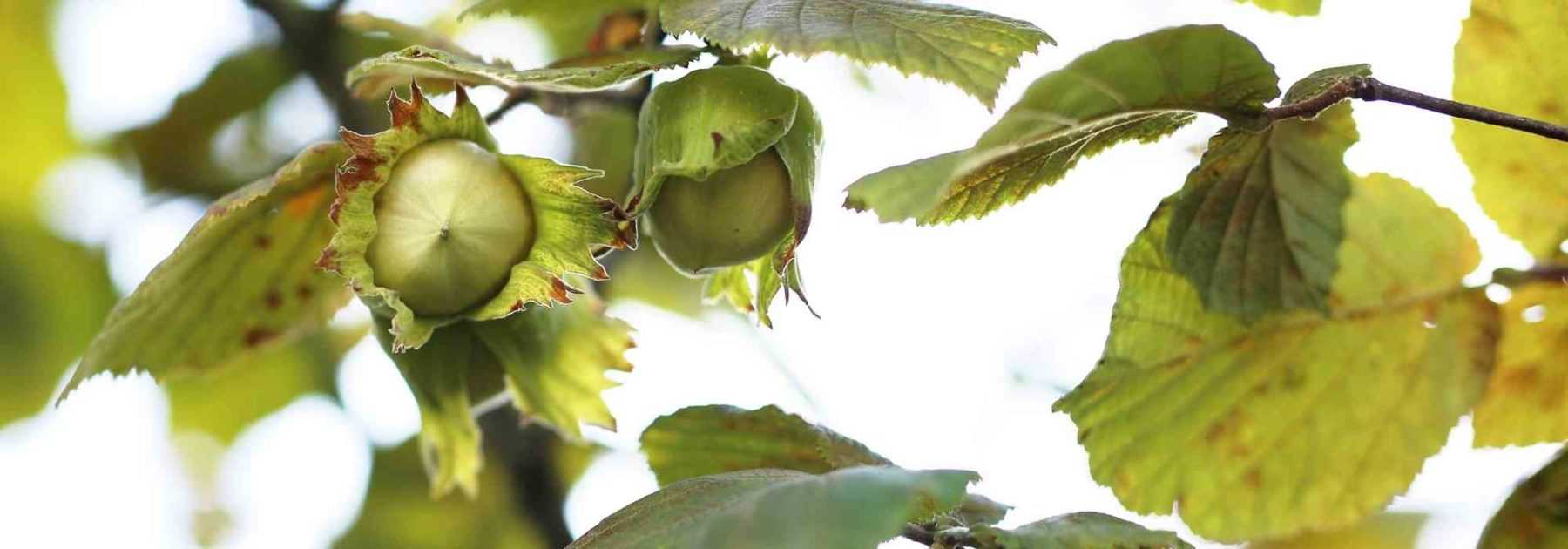 Choosing the right hazel: buyer's guide