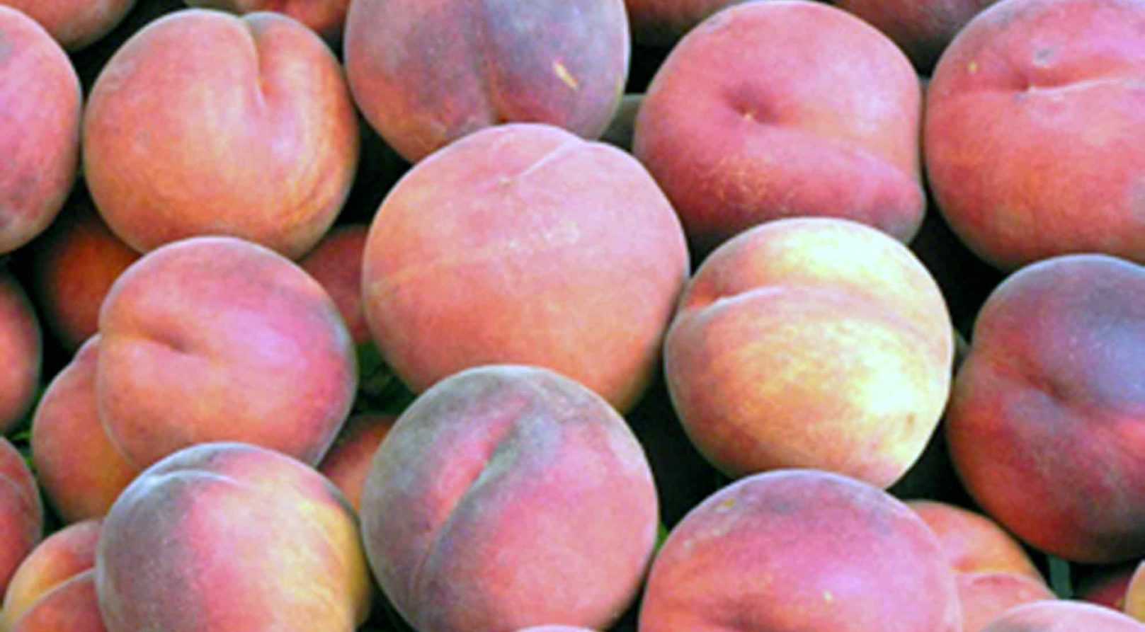 Peach tree, nectarine tree: best varieties