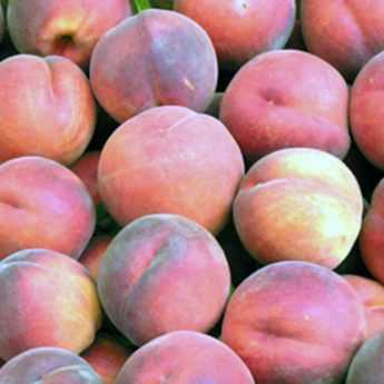Peach tree, nectarine tree: best varieties