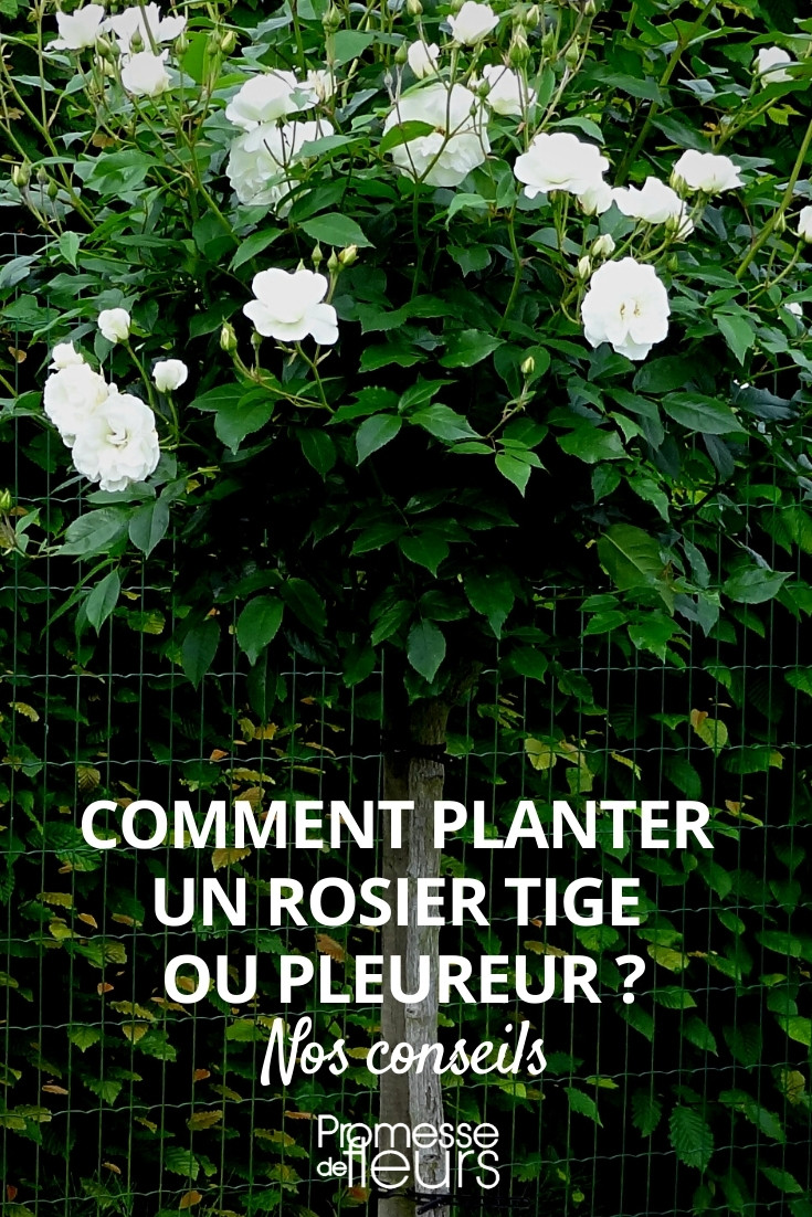 Planting Standard or Weeping Roses