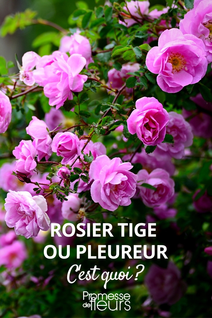 What is a Standard or Weeping Rose?