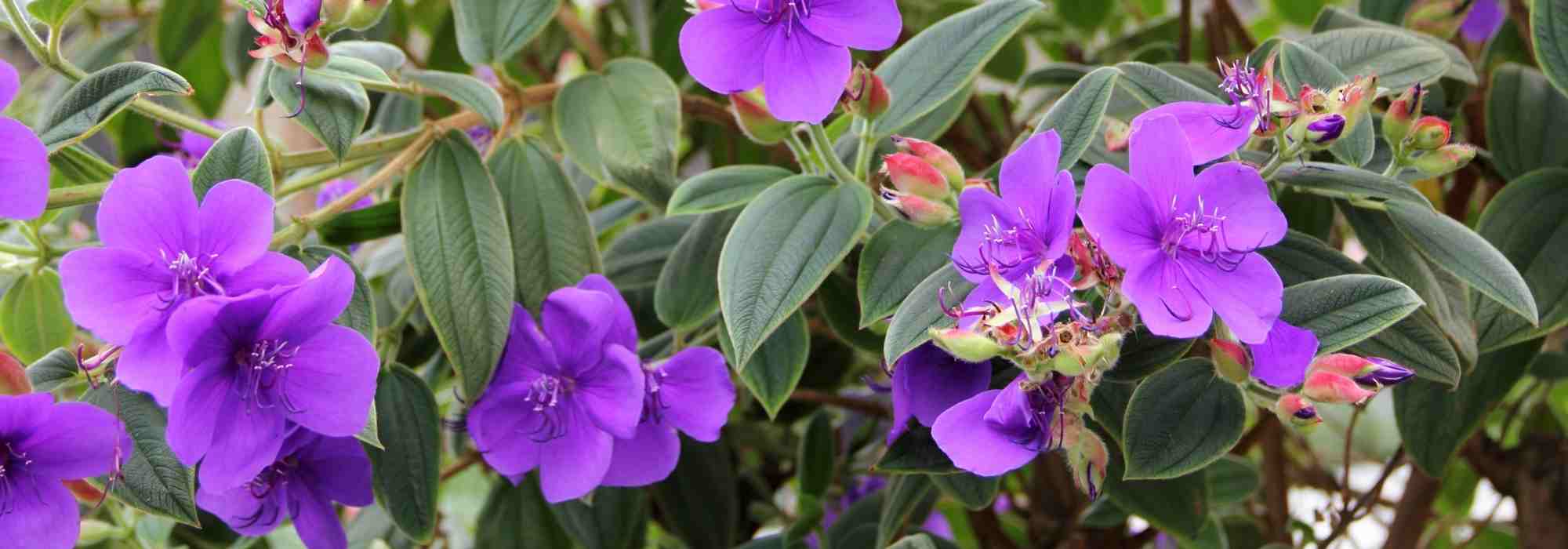 Tibouchina: planting, cultivation, maintenance