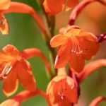 Watsonia: planting, caring for