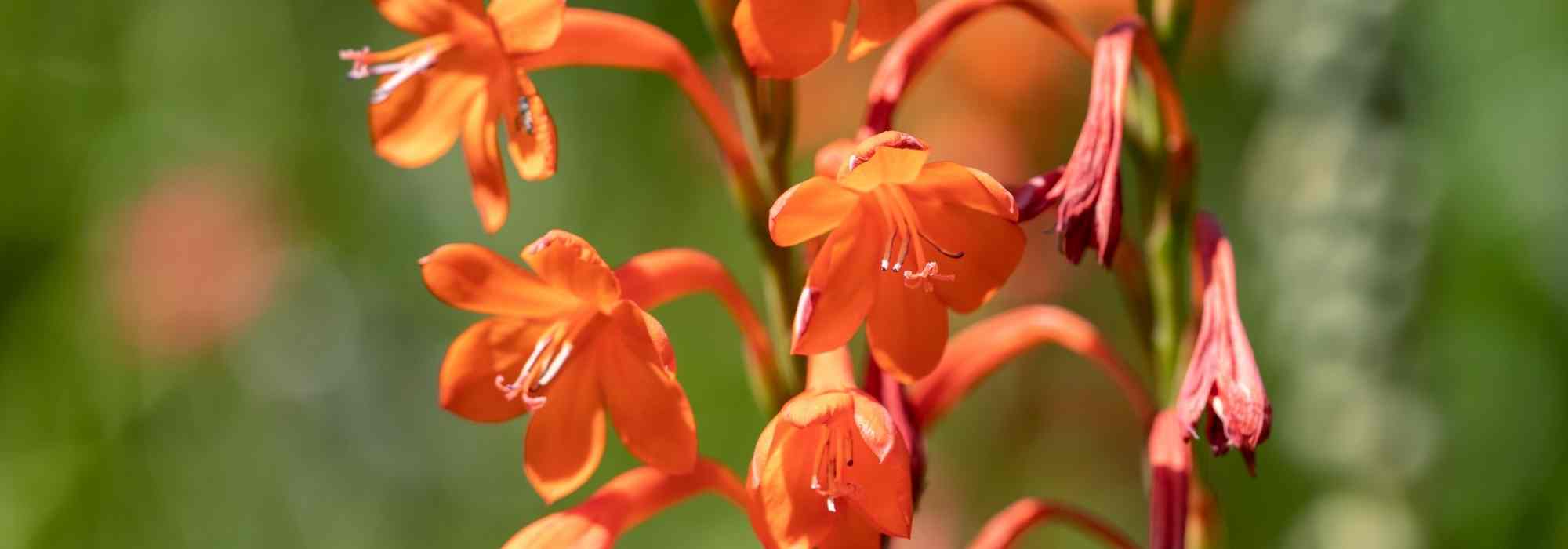 Watsonia: planting, caring for
