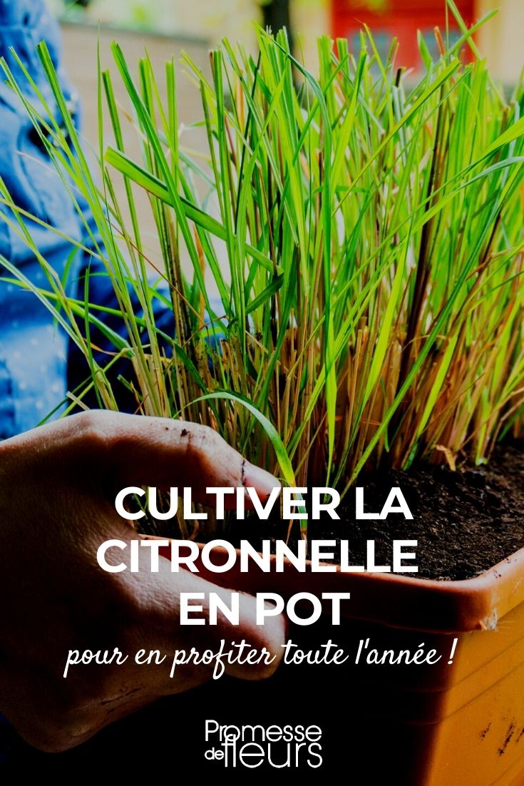 Growing Lemongrass in Pots Growing Cymbopogon citratus in a Pot