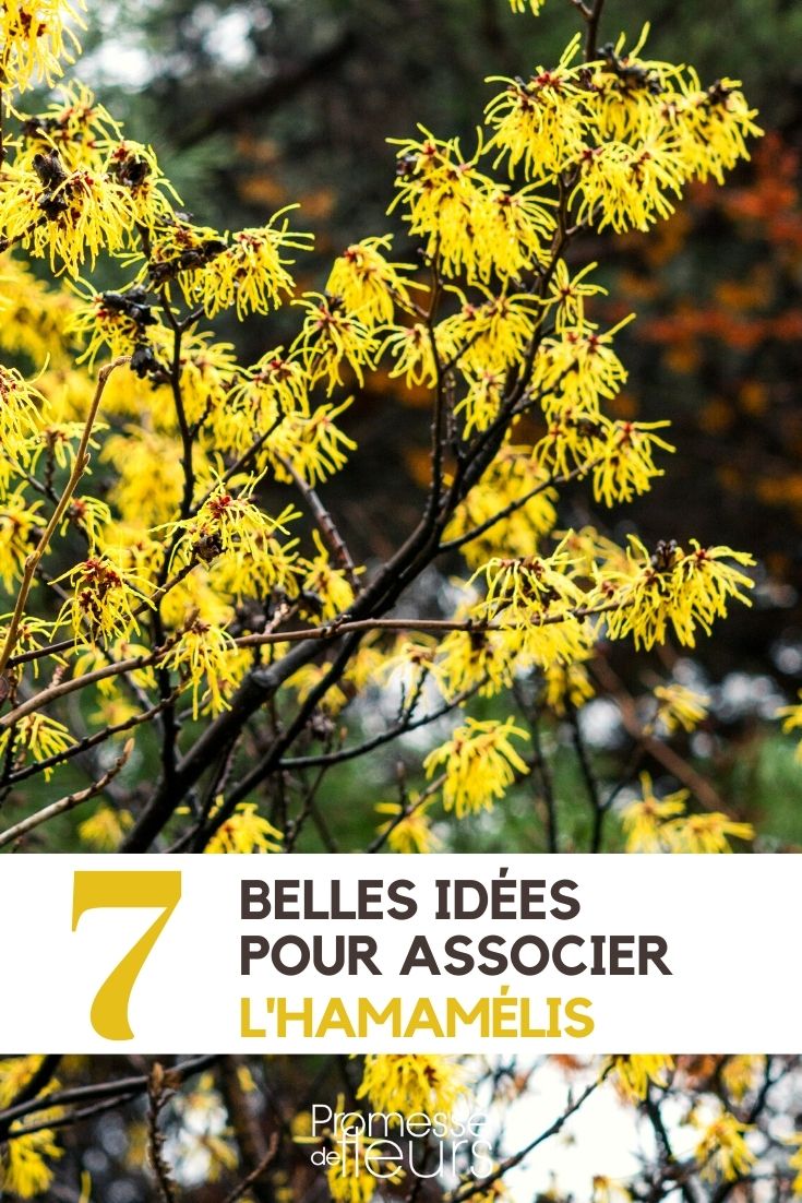 hamamelis-associer Witch Hazel: 7 Plant Pairing Ideas