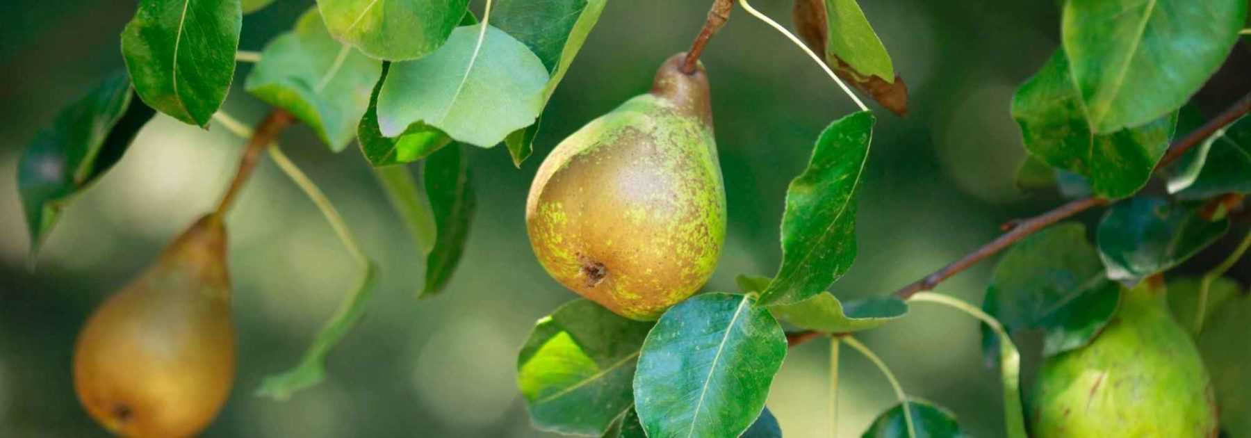 Pear trees: best varieties