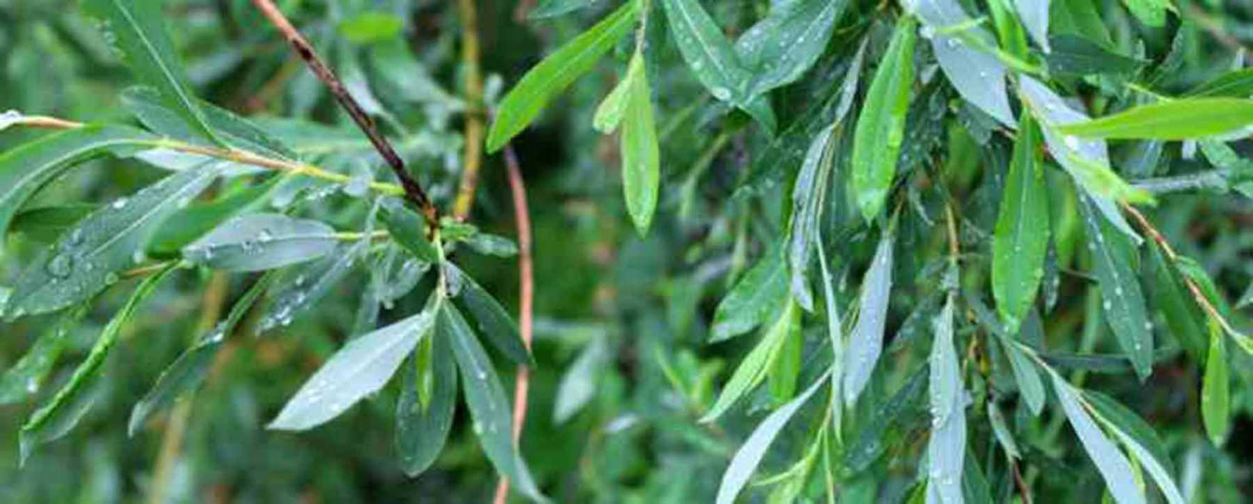 How to make willow water?