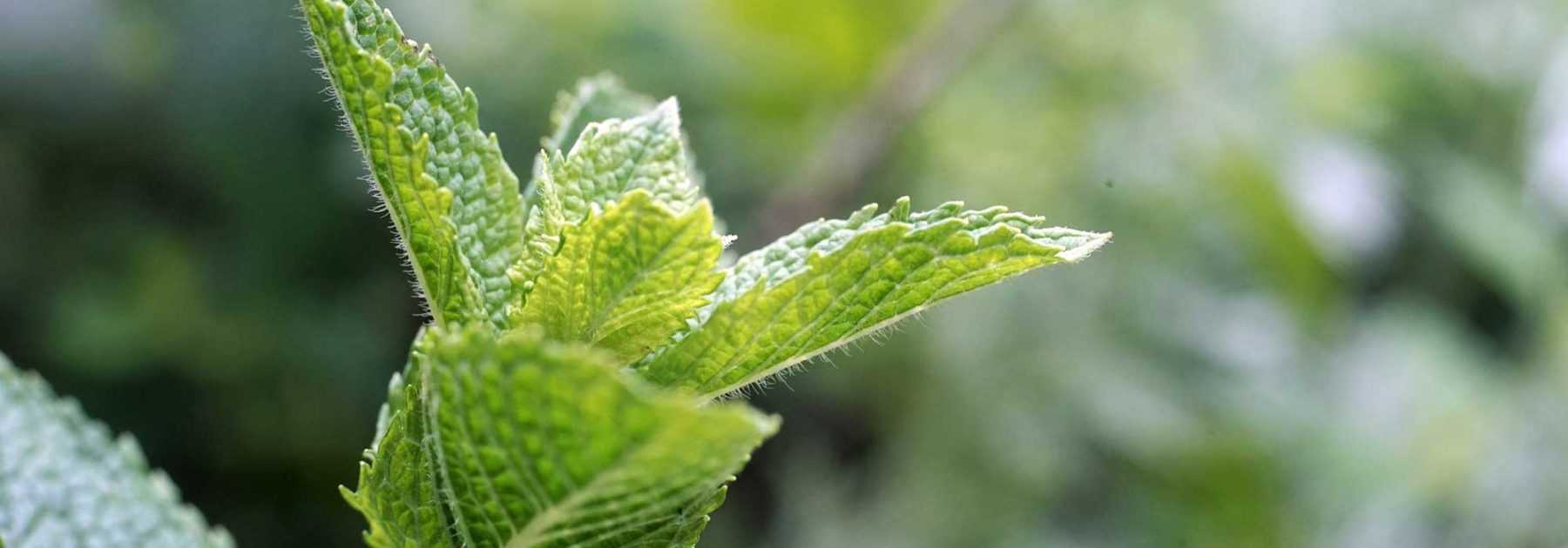 6 essential mints