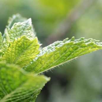 6 essential mints