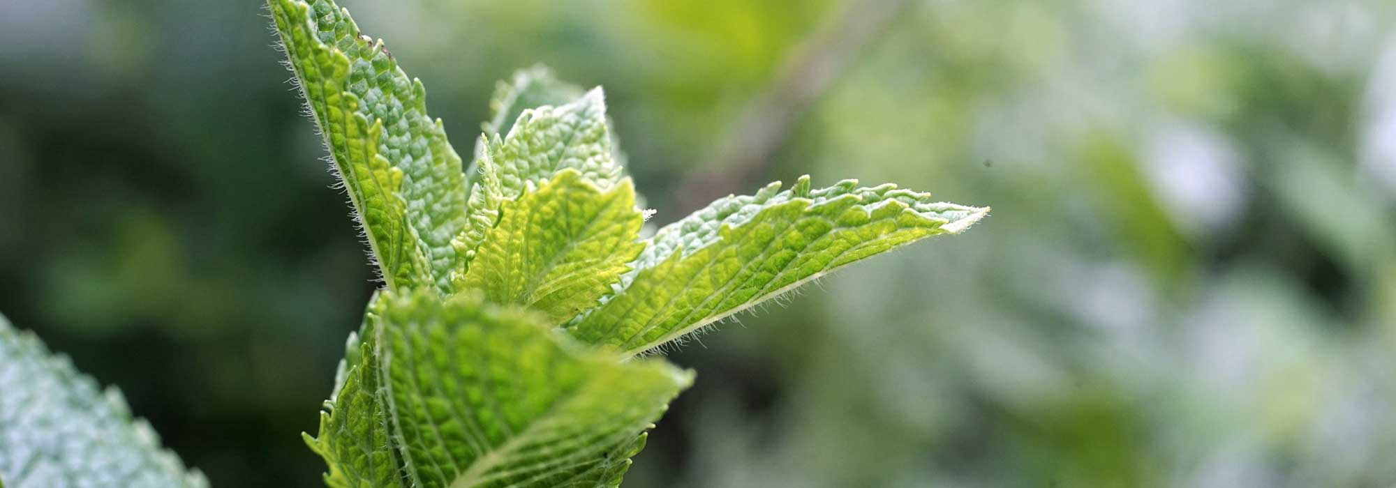6 essential mints
