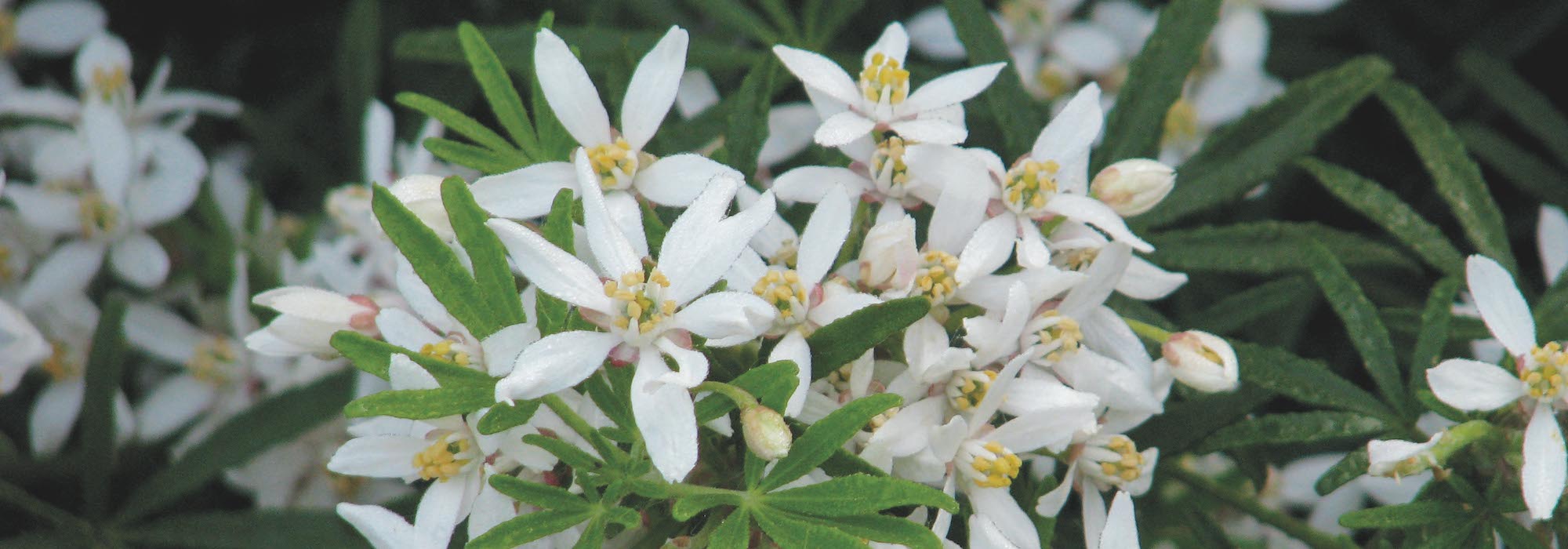 Pruning Mexican orange