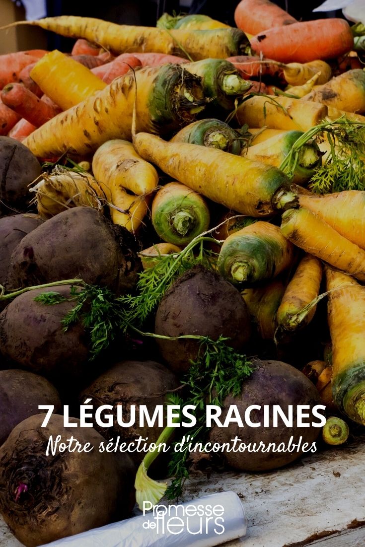 root vegetables
