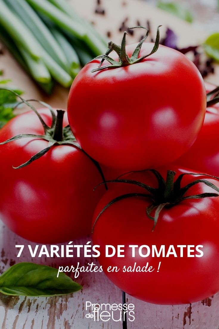 7 Tomatoes for Salad 7 Tomatoes for Salad