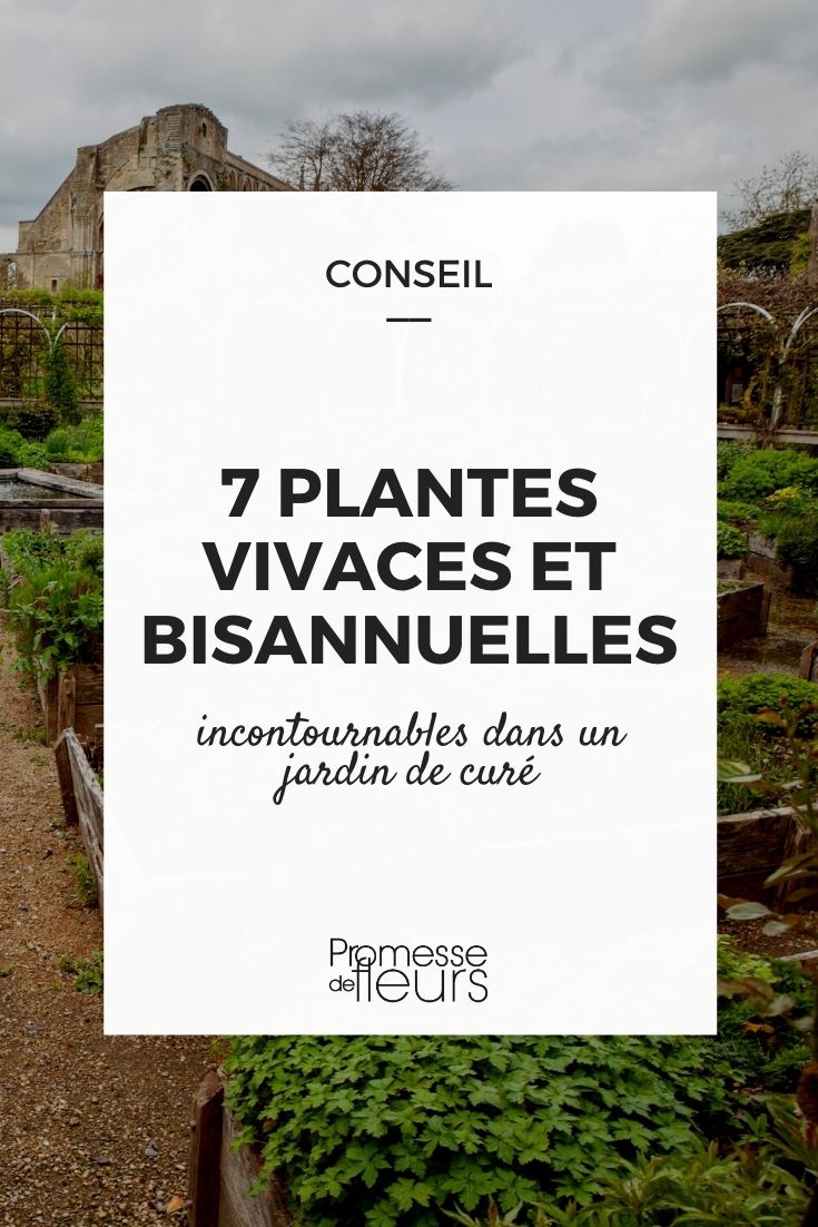7 Perennials and Biennials for a Healing Garden Selection of 7 Perennials and Biennials for a Cottage Garden