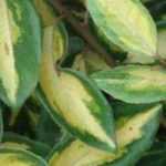 Propagate <em>Eleagnus</em>: when and how?