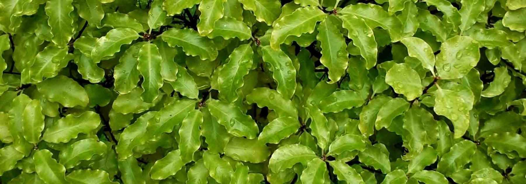 How to choose your <em>Pittosporum</em>?
