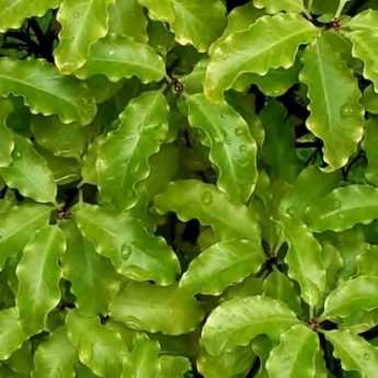 How to choose your <em>Pittosporum</em>?