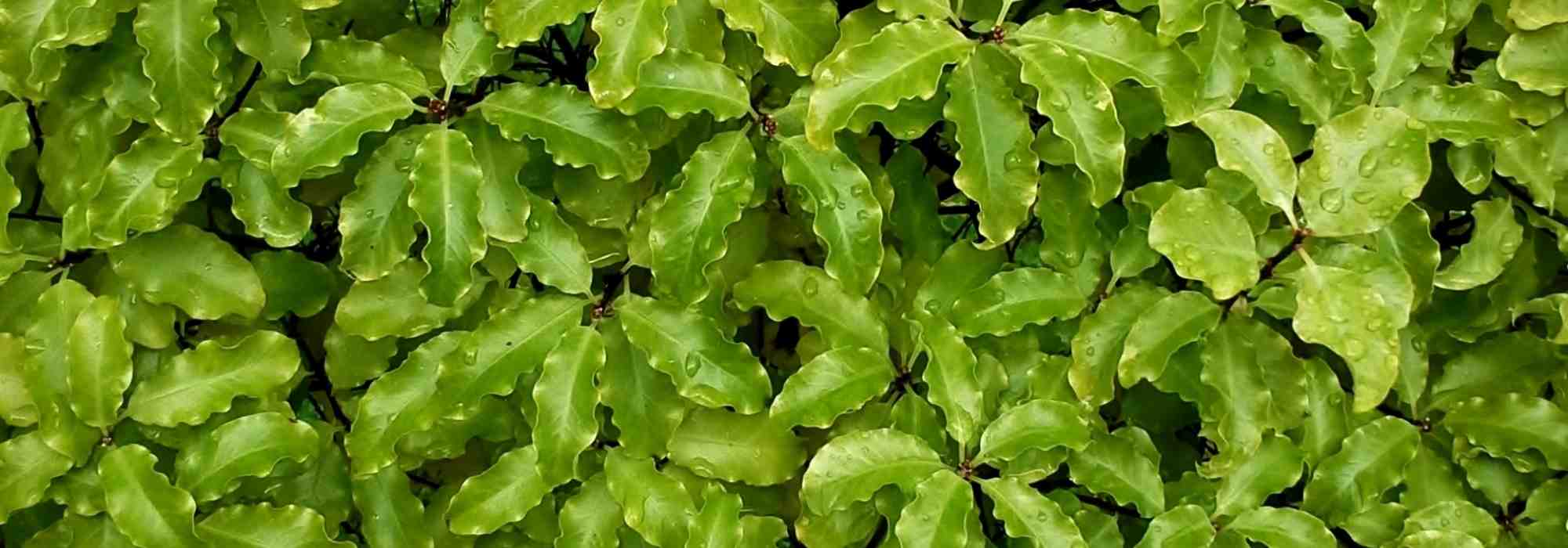 How to choose your <em>Pittosporum</em>?