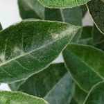 <em>Eleagnus</em>: when and how to prune it