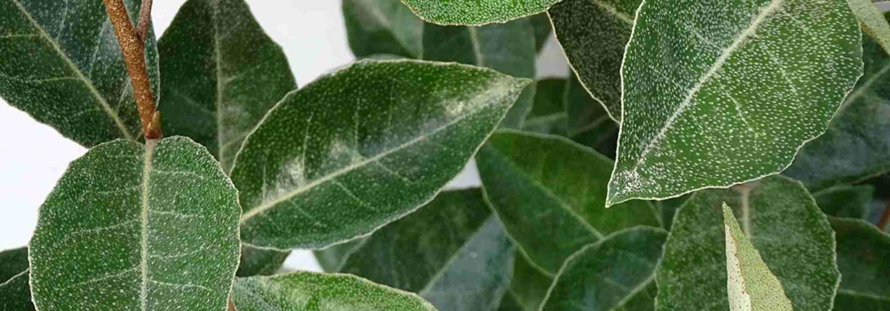 <em>Eleagnus</em>: when and how to prune it