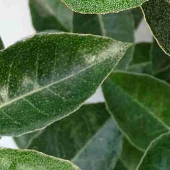 <em>Eleagnus</em>: when and how to prune it