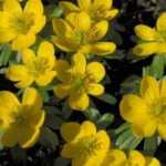 Eranthis or Helleborine: Planting, Cultivation