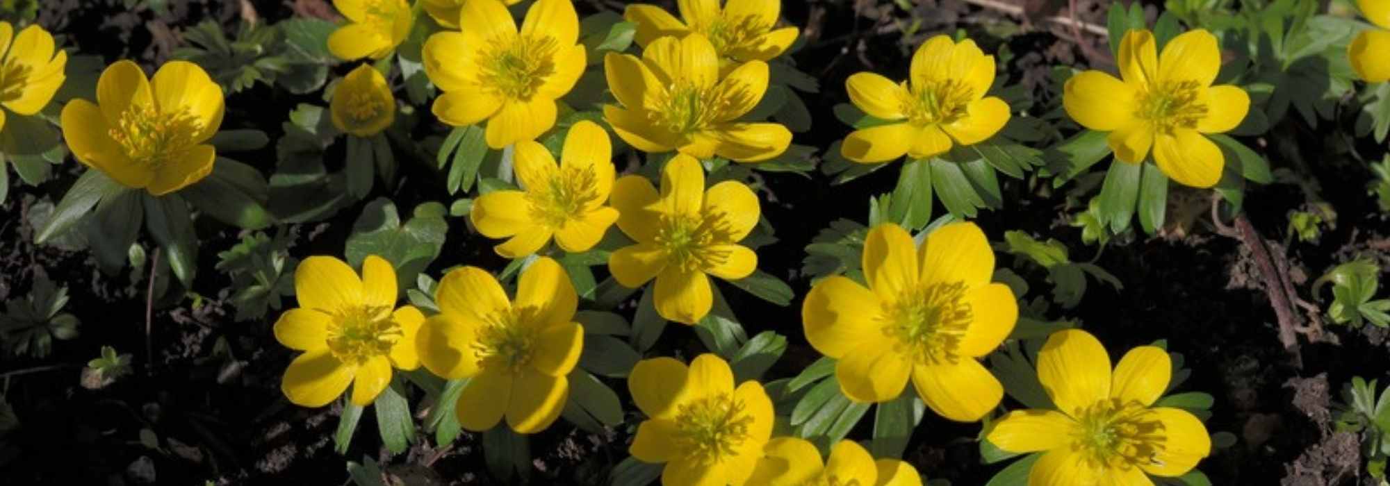 Eranthis or Helleborine: Planting, Cultivation