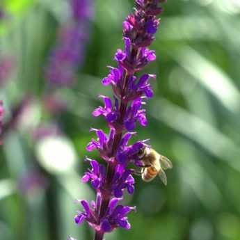 10 plants with flower spikes: the most beautiful varieties