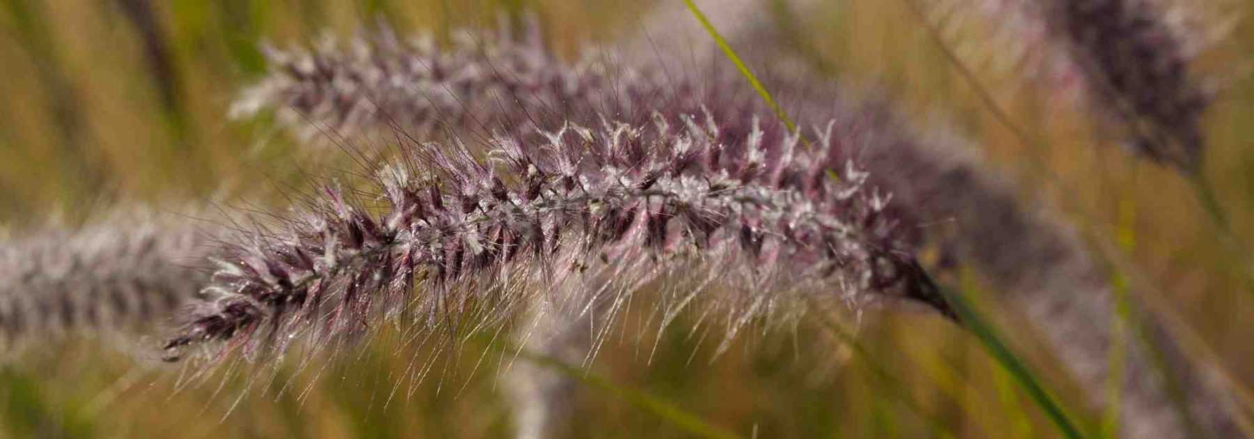 6 grasses for pots