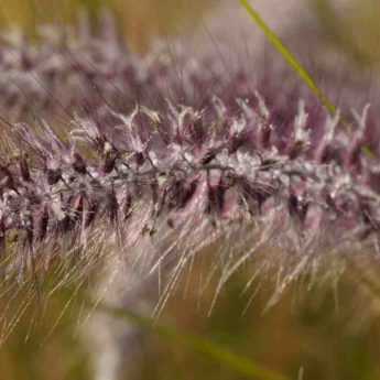 6 grasses for pots