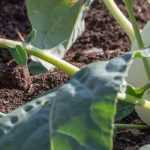 Root vegetable: 7 essential varieties