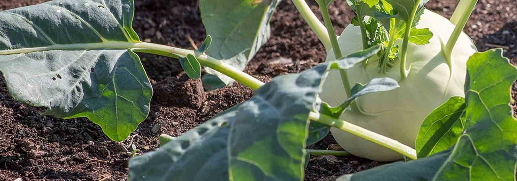 Root vegetable: 7 essential varieties