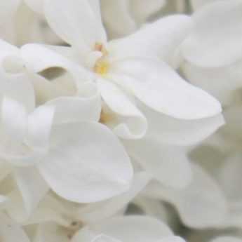 White lilac: 5 varieties with white flowers to add to the garden