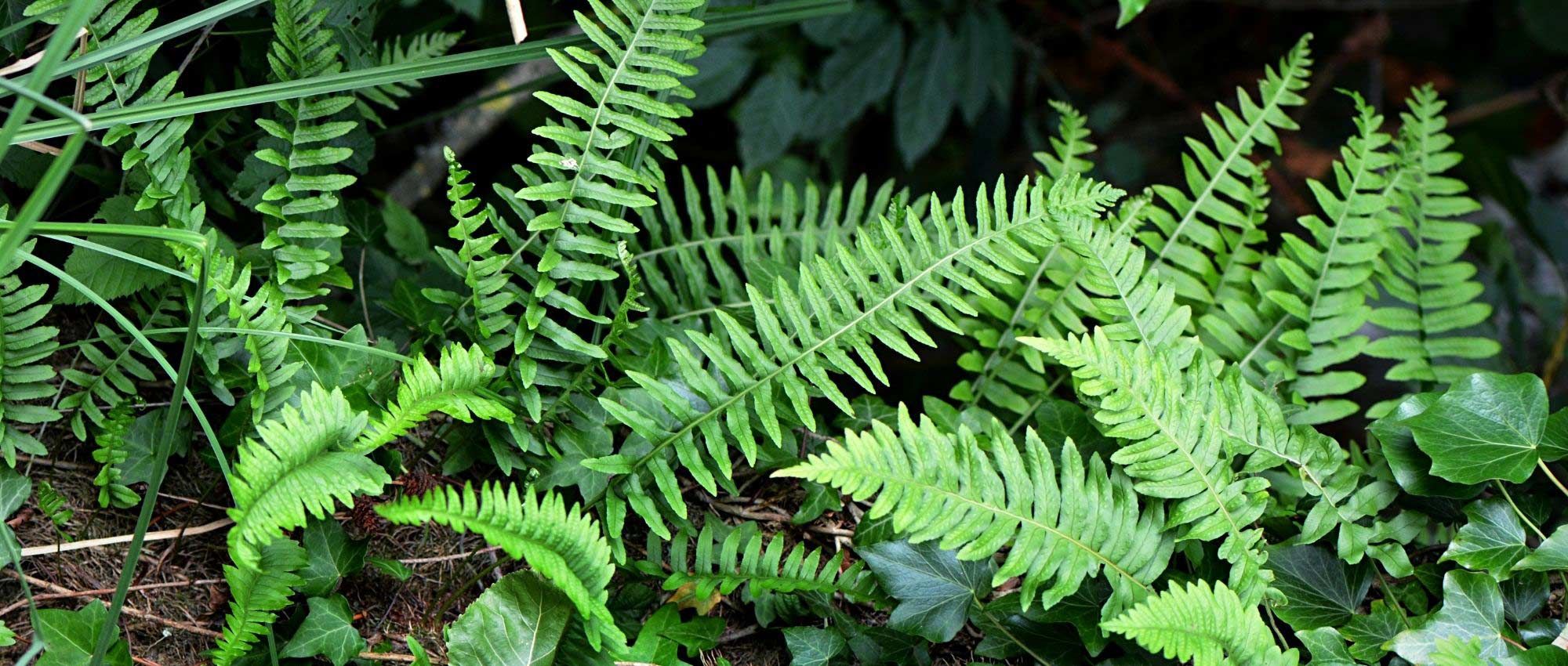 Polypodium: planting, growing, and caring for