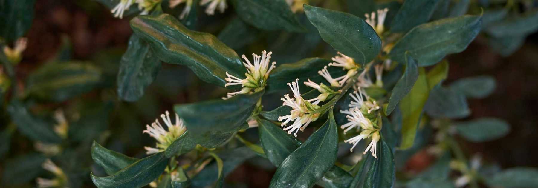 <em>Sarcococca</em>: 5 companion planting ideas