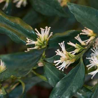<em>Sarcococca</em>: 5 companion planting ideas