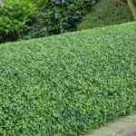 Pruning of privet