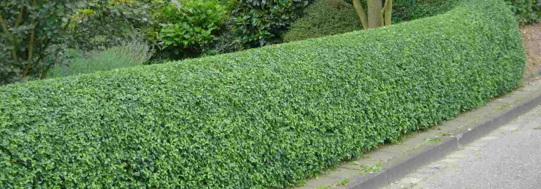 Pruning of privet