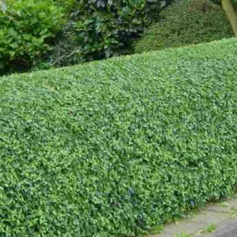 Pruning of privet