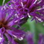 Vernonia: planting, cultivation