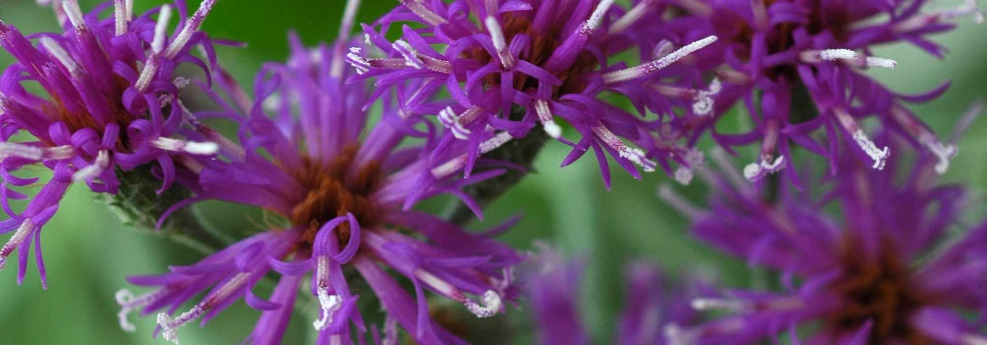Vernonia: planting, cultivation