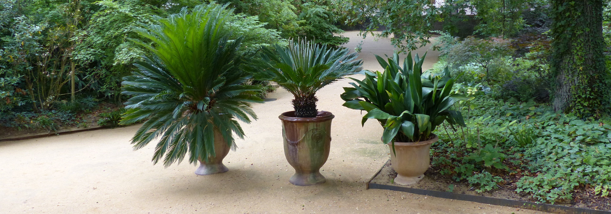 Protecting Mediterranean bushes in winter