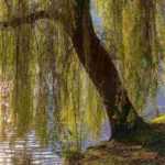10 shade trees