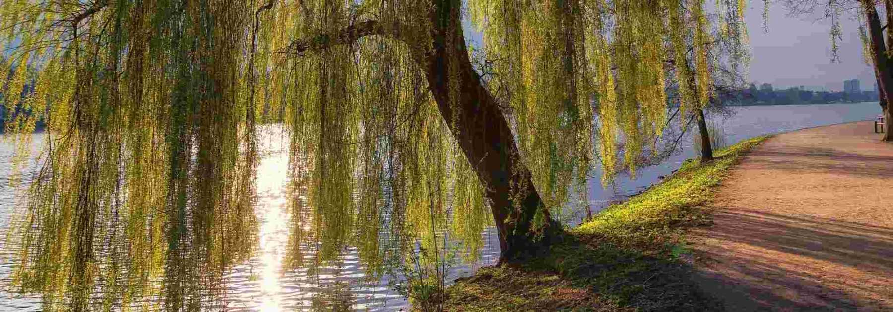 10 shade trees