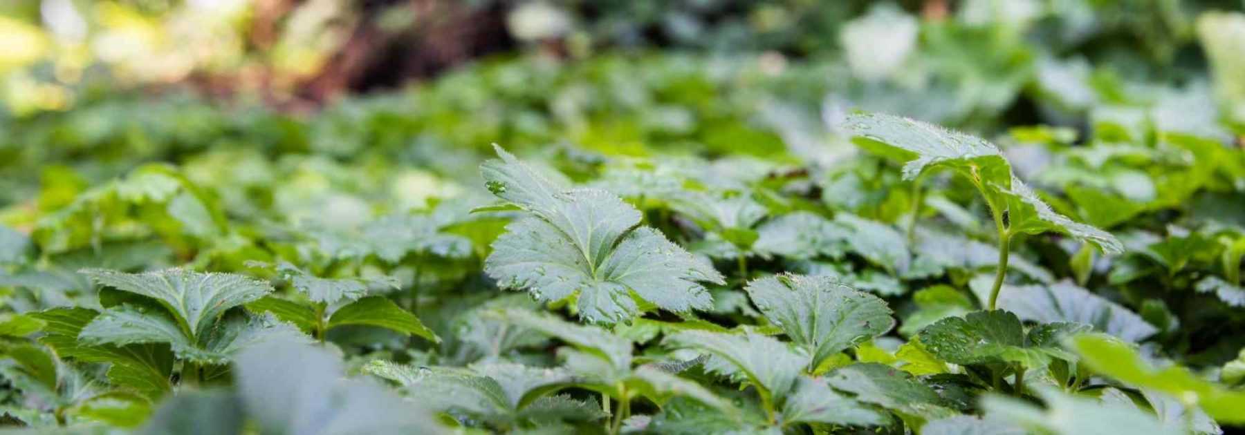 10 best young groundcover plants against bad herbs