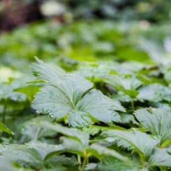 10 best young groundcover plants against bad herbs