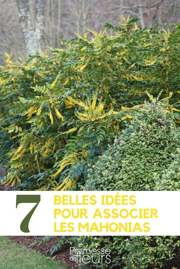Pairing Mahonias