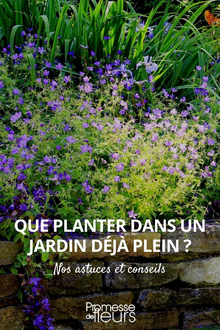Which Young Plants for an Already Full Garden?