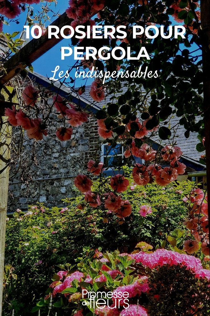 Climbing Roses for Pergolas rose pergola